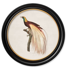 C.1809 Birds of Paradise Vintage Prints with Round Frame
