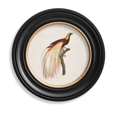 C.1809 Birds of Paradise Vintage Prints with Round Frame