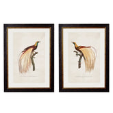 1809 Toucans Framed Print