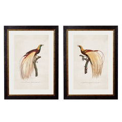 1809 Toucans Framed Print