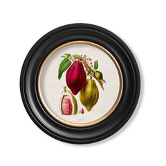 C.1843 Chocolate Plant Vintage Print- Round Frame