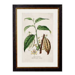 C.1877 Tea, Coffee and Chocolate Plants Framed Vintage Prints