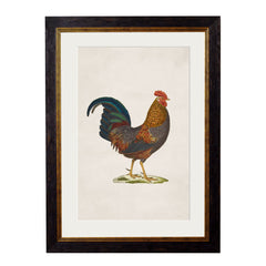 C.1838 Junglefowl Vintage Framed Prints