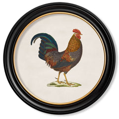 C.1836 Junglefowl Vintage Prints with Round Frame