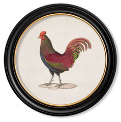 C.1836 Vintage Junglefowl Prints with Round Frame