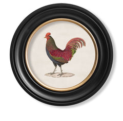 C.1836 Junglefowl Vintage Prints with Round Frame