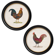 C.1836 Junglefowl Vintage Prints with Round Frame