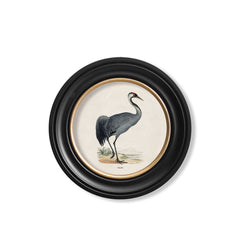 C.1870 British Wading Birds Vintage Prints with Round Frame