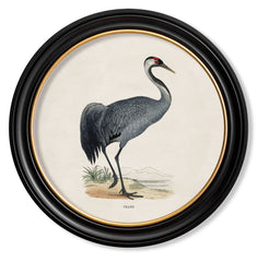 C.1870 British Wading Birds Vintage Prints with Round Frame