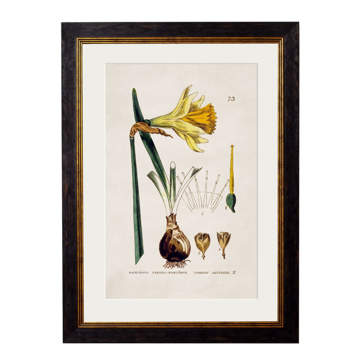 C.1837 British Flowering Plants Vintage Framed Prints