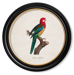 C.1884 Parrot Vintage Prints with Round Frame
