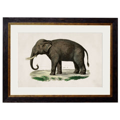 1846 Vintage Elephant Framed Print