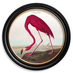 TA Interiors C.1838 AMERICAN FLAMINGO - ROUND FRAME