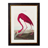 1838 American Flamingo Framed Print