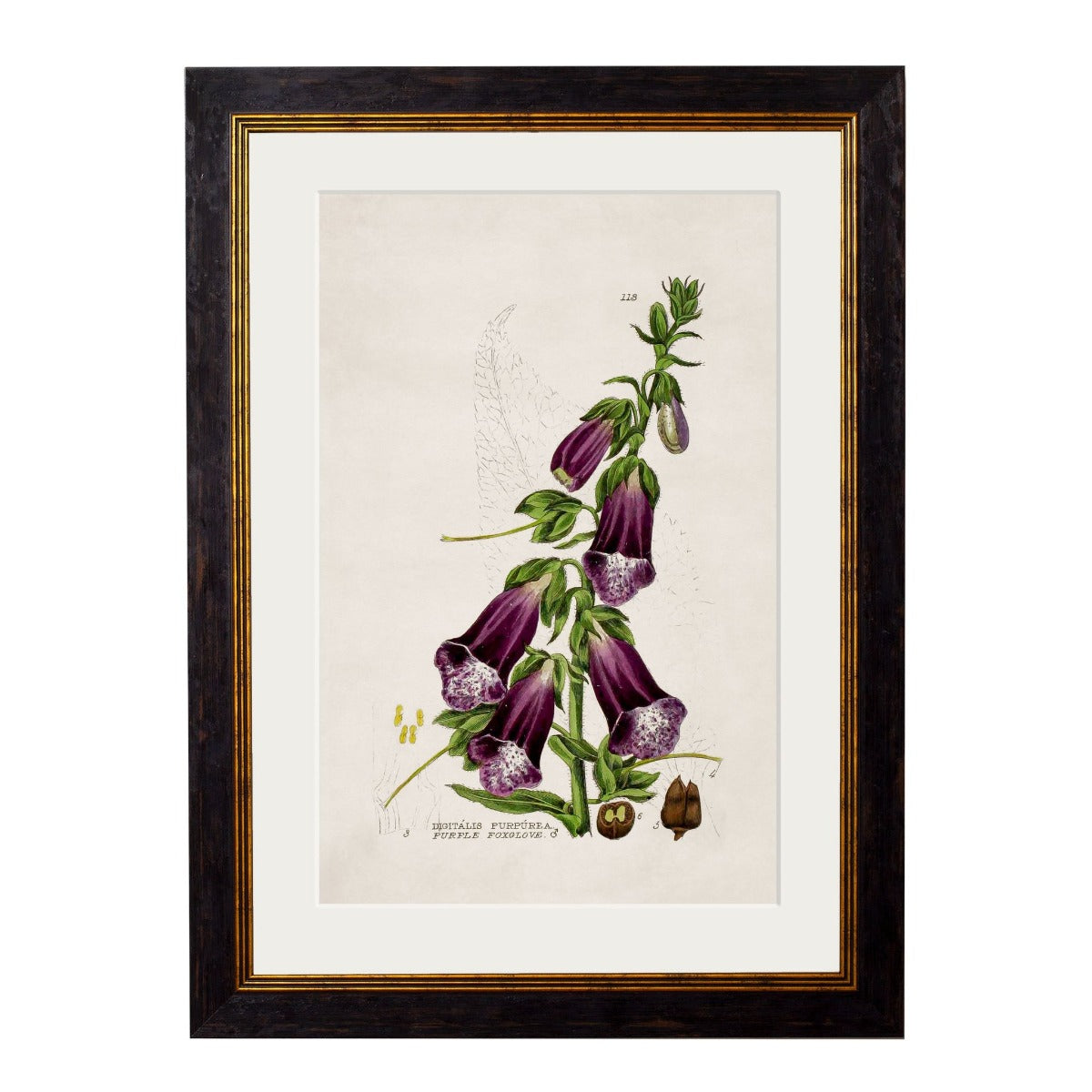 C.1837 British Flowering Plants Vintage Framed Prints