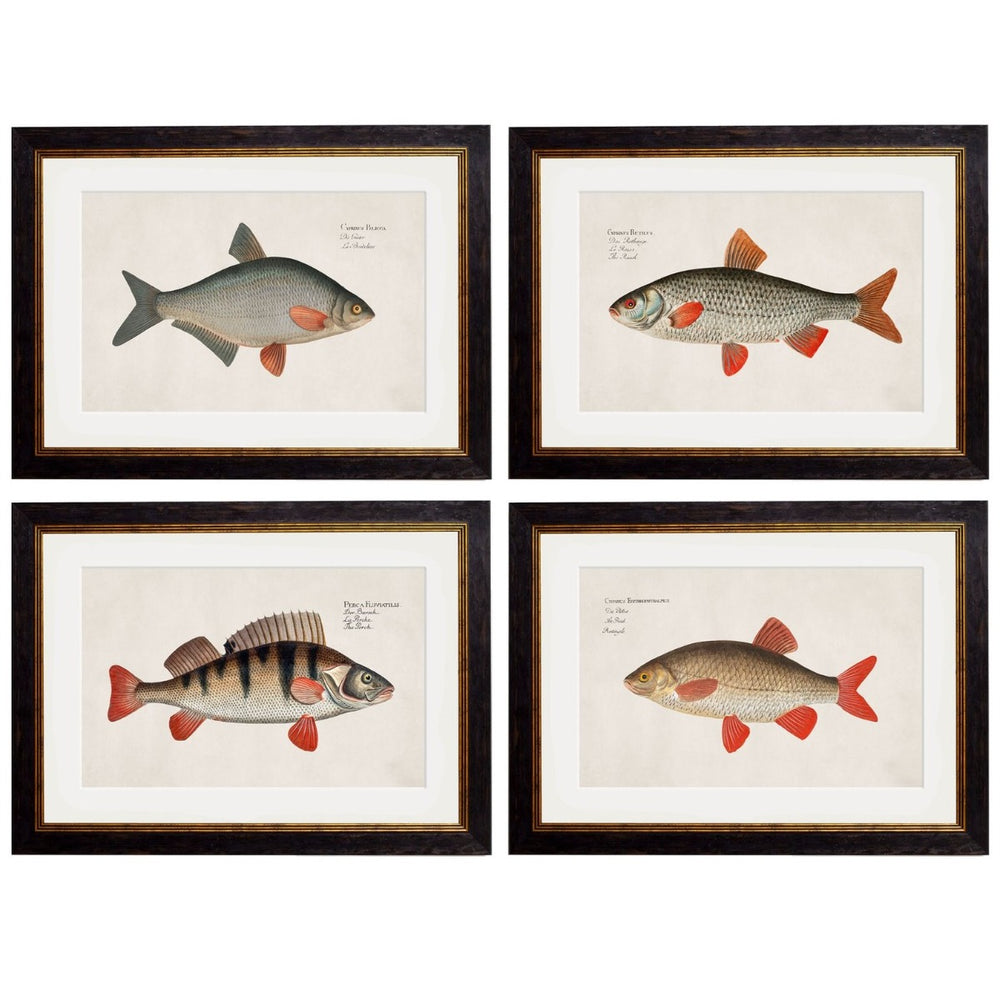 1785 Fresh Water Fish Framed Prints