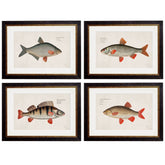 1785 Fresh Water Fish Framed Prints