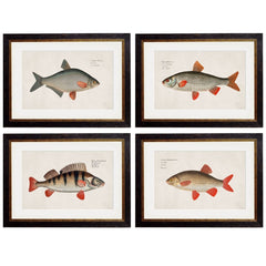 1785 Fresh Water Fish Framed Prints