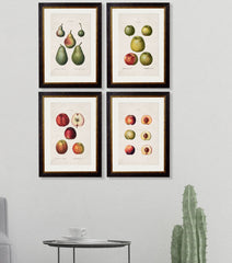 C. 1819 Study of British Fruits Framed Vintage Prints