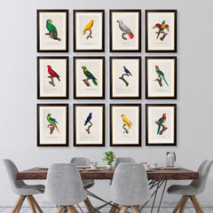 C.1884 Collection of Vintage Parrot Framed Prints