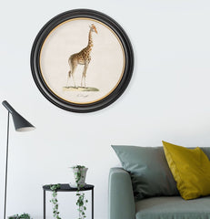 C.1836 Giraffe Vintage Print with Round Frame