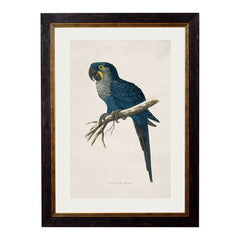 C. 1884 Macaw's Vintage Framed Prints