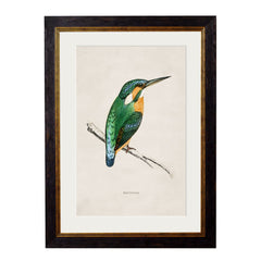 C. 1870 British Birds Vintage Framed Prints