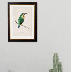 C.1870 Vintage Kingfisher Print