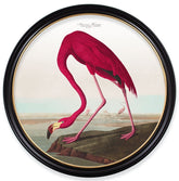 C.1838 Audubon's Birds of America- American Flamingo- Round Frame