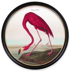 C.1838 Audubon's Birds of America- American Flamingo- Round Frame