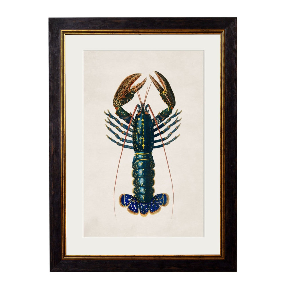 1876 Crayfish Framed Print