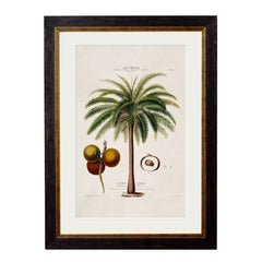 1843 American Palm Trees Framed Print
