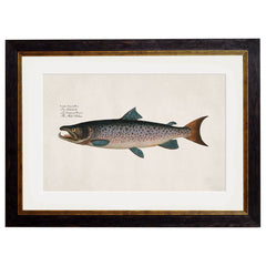 1785 Studies of Salmon Framed Print