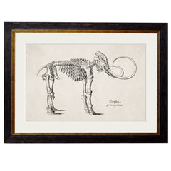 1870 Anatomical Skeletons Framed Print