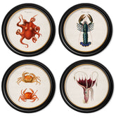 C.1876 Marine Animals Vintage Prints- Round Frame