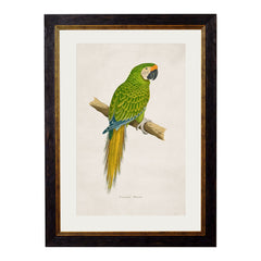 C. 1884 Macaw's Vintage Framed Prints