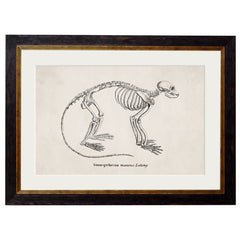 1870 Anatomical Skeletons Framed Print