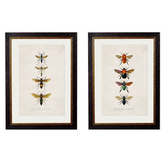 1892 'Bees and Wasps' Framed Print