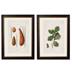 C. 1819 Study of British Leaves and Pinecones Vintage Framed Prints