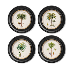 C.1843 Study of South American Palm Trees Vintage Prints with Round Frame
