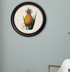 C.1843 Pineapple Plant Vintage Print with Round Frame