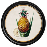 C.1843 Vintage Pineapple Plant Print with Round Frame
