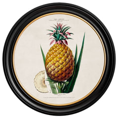 C.1843 Vintage Pineapple Plant Print with Round Frame