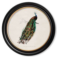 C.1809 British Bird Vintage Prints with Round Frame