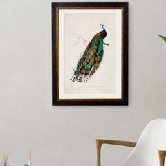 1847 Peacock Framed Print