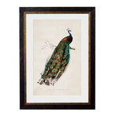 1847 Peacock Framed Print