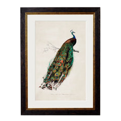 1847 Peacock Framed Print