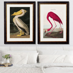 1838 American Flamingo Framed Print