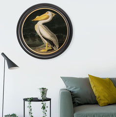 C.1838 Audubon's Birds of America- American Pelican- Round Frame