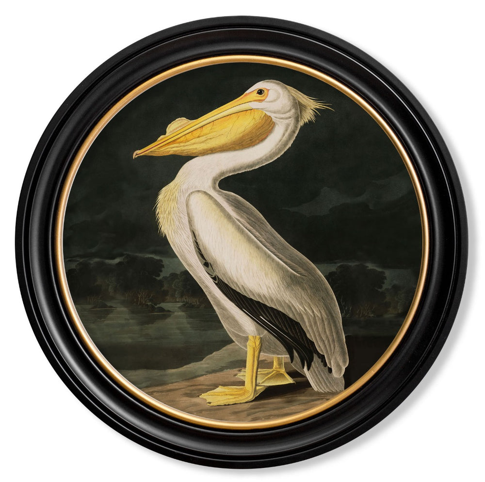 C.1838 AMERICAN PELICAN - ROUND FRAME Vintage Artwork